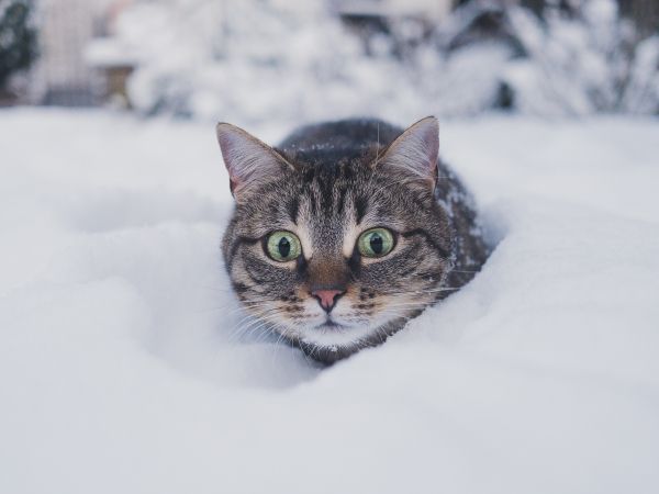 Обои 1024x768 кот, снег, зима