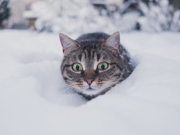 cat, snow, winter Wallpaper 1024x768