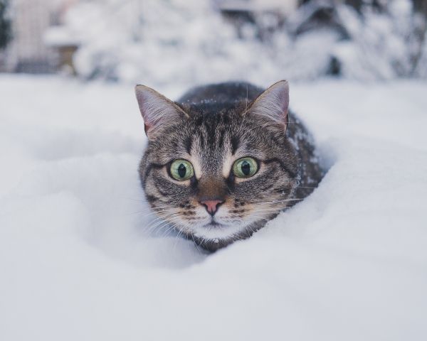 Обои 1280x1024 кот, снег, зима