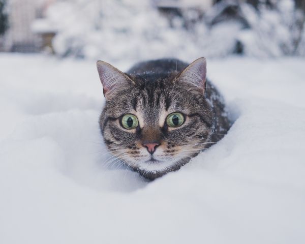 cat, snow, winter Wallpaper 1280x1024