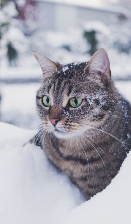 tabby cat, snow, green eyes Wallpaper 600x1024
