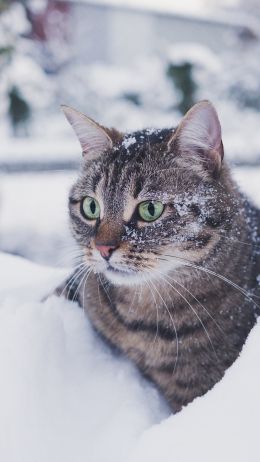 Обои 750x1334 полосатый кот, снег, зеленые глаза
