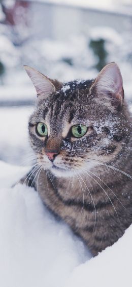 Обои 1242x2688 полосатый кот, снег, зеленые глаза