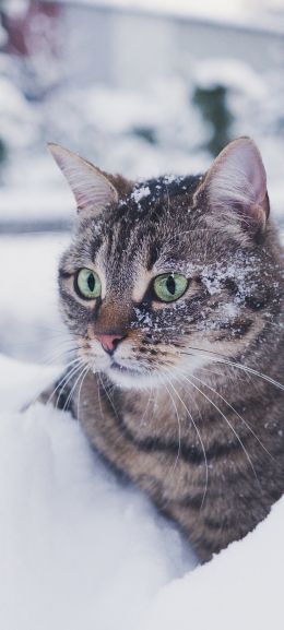 Обои 720x1600 полосатый кот, снег, зеленые глаза