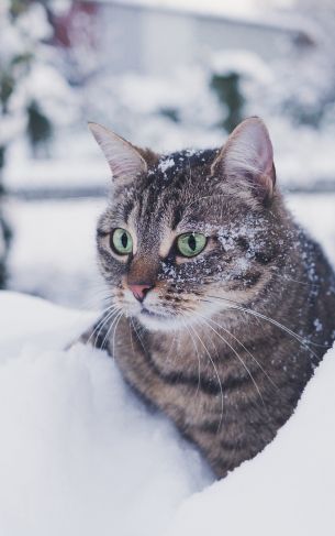 Обои 1752x2800 полосатый кот, снег, зеленые глаза