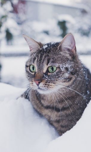 tabby cat, snow, green eyes Wallpaper 1200x2000