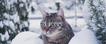 Обои 3440x1440 полосатый кот, снег, зеленые глаза