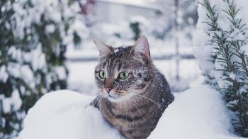 Обои 1600x900 полосатый кот, снег, зеленые глаза
