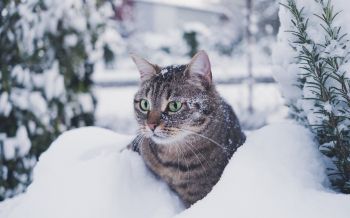 Обои 2560x1600 полосатый кот, снег, зеленые глаза