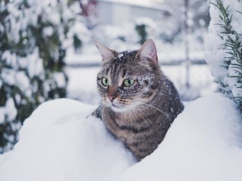 Обои 1024x768 полосатый кот, снег, зеленые глаза
