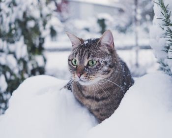 Обои 1280x1024 полосатый кот, снег, зеленые глаза