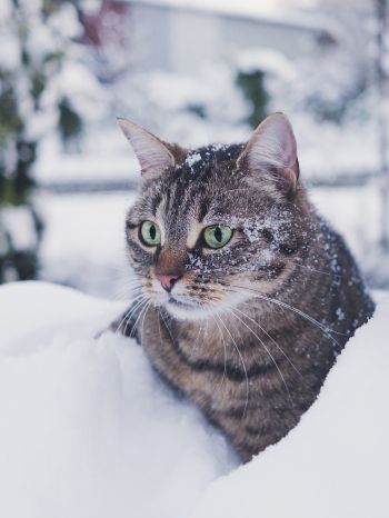 Обои 1620x2160 полосатый кот, снег, зеленые глаза