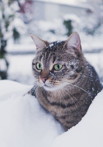 Обои 1668x2388 полосатый кот, снег, зеленые глаза