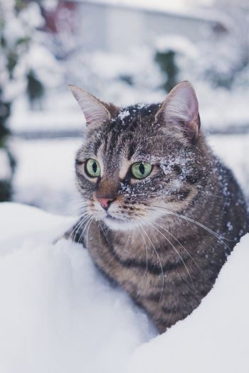 Обои 640x960 полосатый кот, снег, зеленые глаза