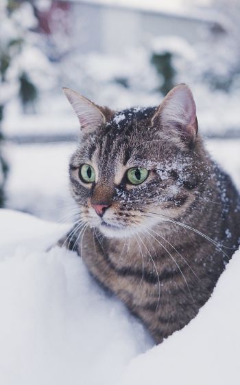 Обои 1600x2560 полосатый кот, снег, зеленые глаза