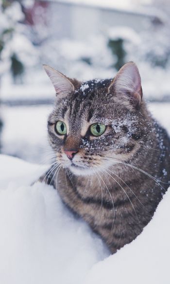 Обои 1200x2000 полосатый кот, снег, зеленые глаза
