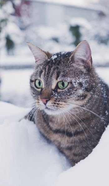 Обои 600x1024 полосатый кот, снег, зеленые глаза
