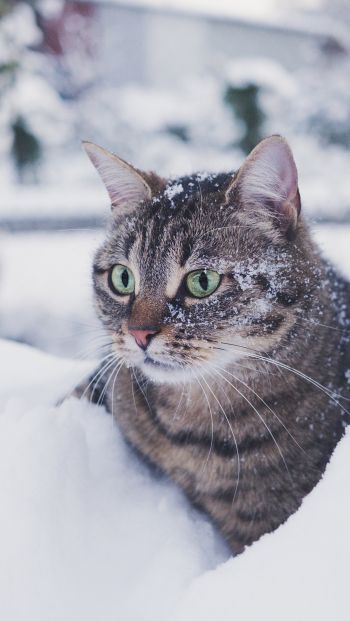 Обои 640x1136 полосатый кот, снег, зеленые глаза