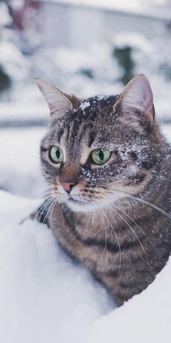 Обои 720x1440 полосатый кот, снег, зеленые глаза