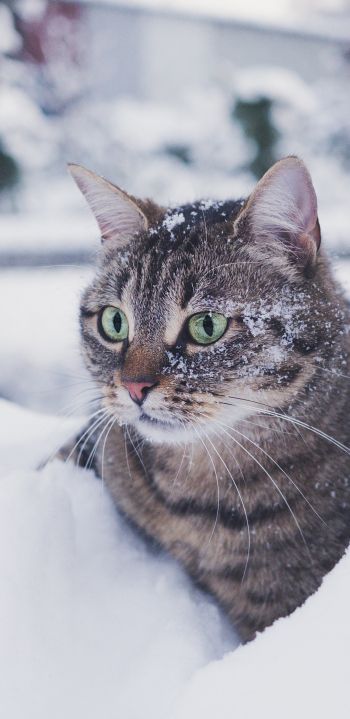 Обои 1440x2960 полосатый кот, снег, зеленые глаза