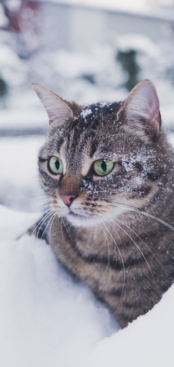 Обои 1080x2280 полосатый кот, снег, зеленые глаза