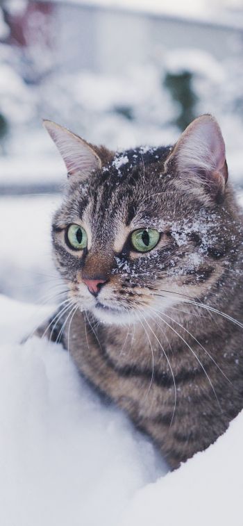 Обои 1170x2532 полосатый кот, снег, зеленые глаза