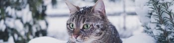 Обои 1590x400 полосатый кот, снег, зеленые глаза