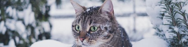 Обои 1590x400 полосатый кот, снег, зеленые глаза