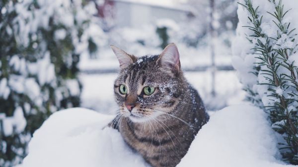 Обои 2048x1152 полосатый кот, снег, зеленые глаза