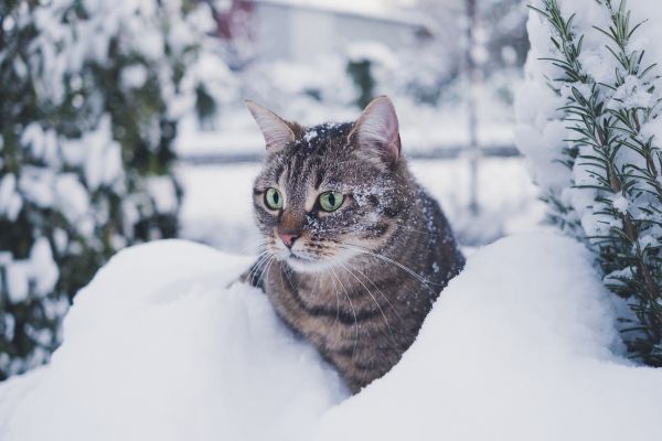 Обои 6240x4160 полосатый кот, снег, зеленые глаза