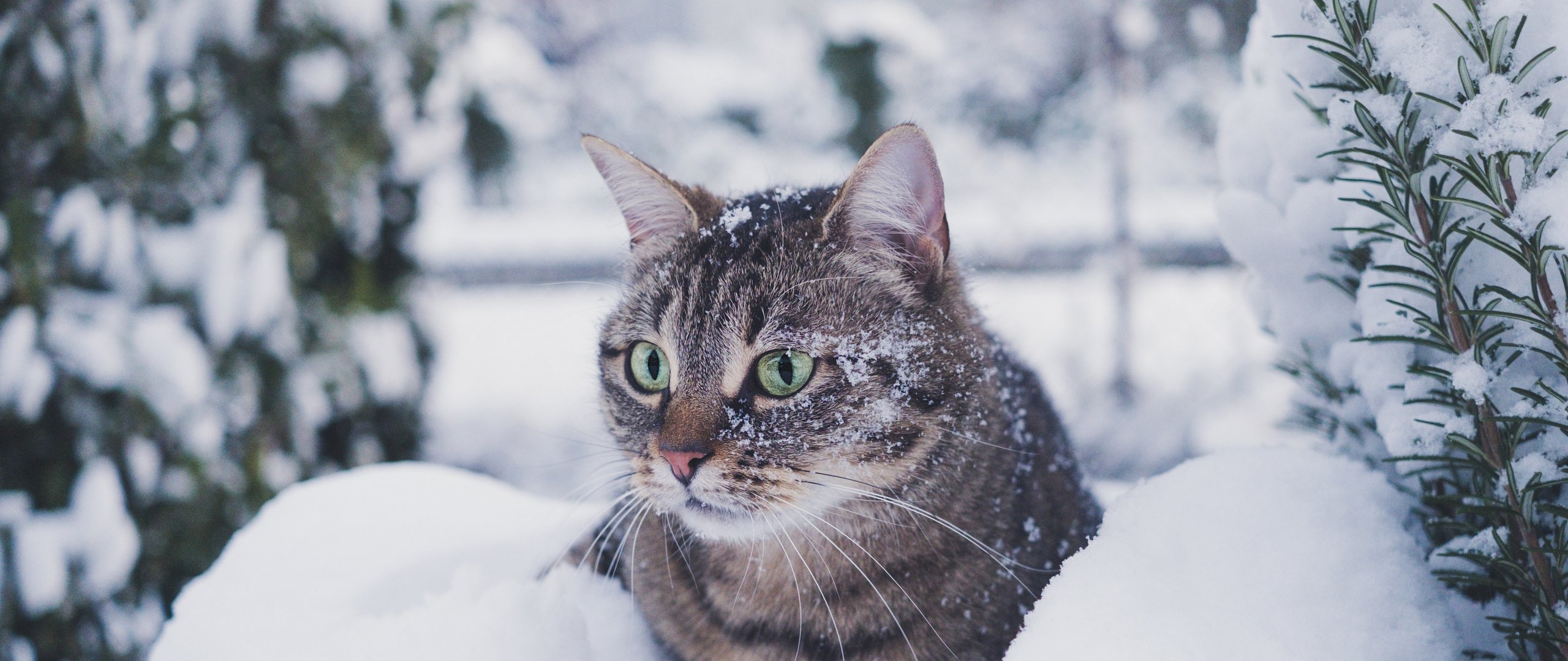 Tabby cat, snow, green eyes Wallpaper 2560x1080 UWHD