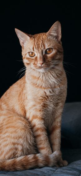 red cat, pet Wallpaper 1284x2778
