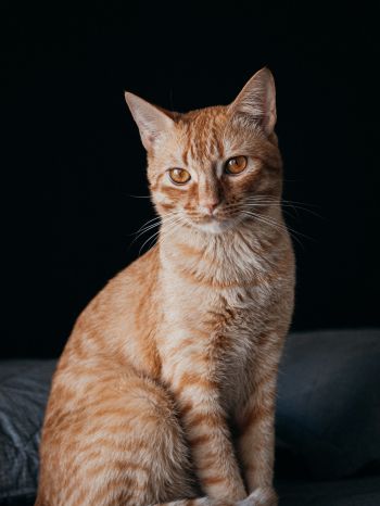red cat, pet Wallpaper 1668x2224