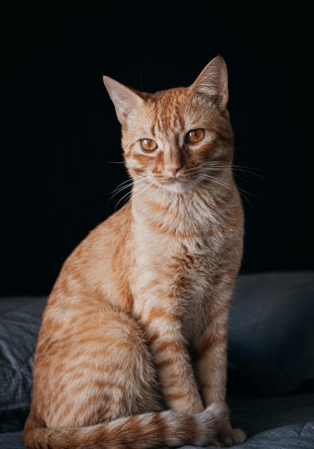 red cat, pet Wallpaper 1668x2388