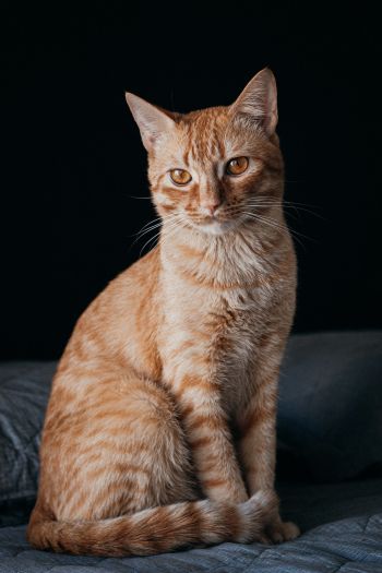 red cat, pet Wallpaper 640x960