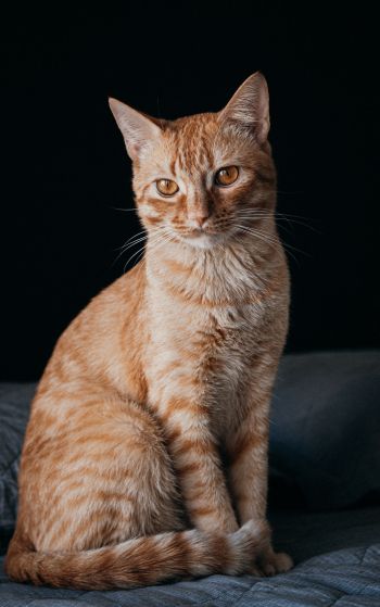 red cat, pet Wallpaper 1752x2800