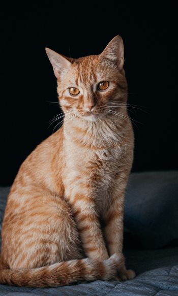 red cat, pet Wallpaper 1200x2000