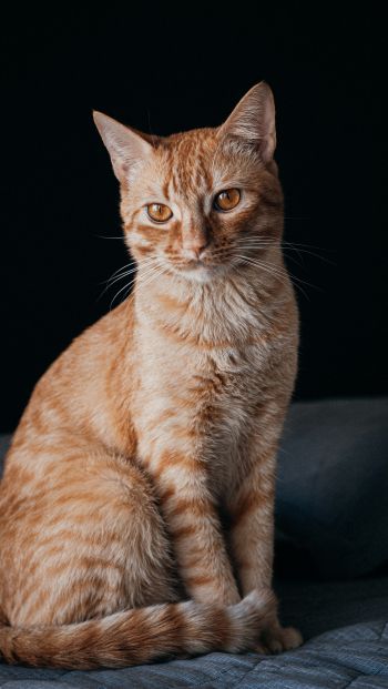 red cat, pet Wallpaper 640x1136