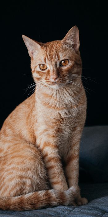 red cat, pet Wallpaper 720x1440