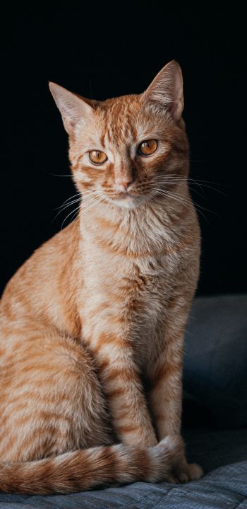 red cat, pet Wallpaper 1080x2220