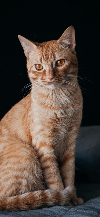 red cat, pet Wallpaper 1242x2688