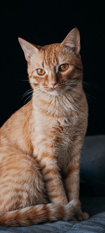 red cat, pet Wallpaper 1080x2400