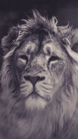 lion, mane, black and white Wallpaper 640x1136