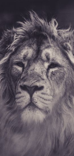 lion, mane, black and white Wallpaper 720x1520