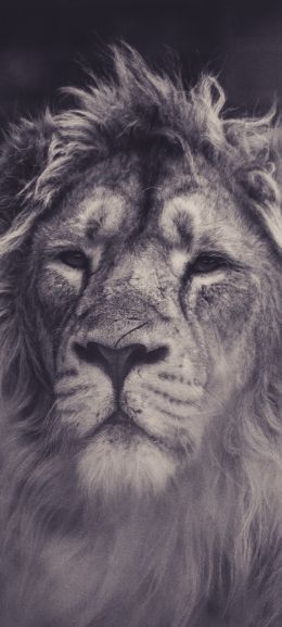 lion, mane, black and white Wallpaper 720x1600