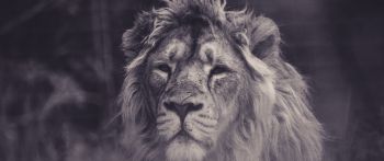lion, mane, black and white Wallpaper 2560x1080