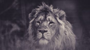 lion, mane, black and white Wallpaper 2560x1440