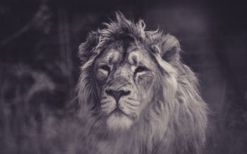 lion, mane, black and white Wallpaper 2560x1600
