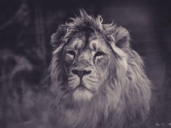 lion, mane, black and white Wallpaper 1024x768