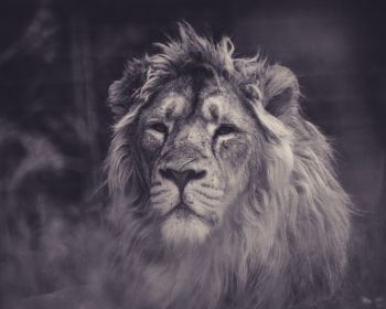 lion, mane, black and white Wallpaper 1280x1024